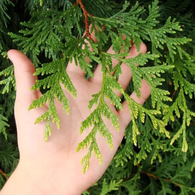 Brighter Blooms - Thuja Green Giant, 2-3 Feet - Live Plant - No Shipping to AK, AZ, HI, OR by GreenHaven Gardens