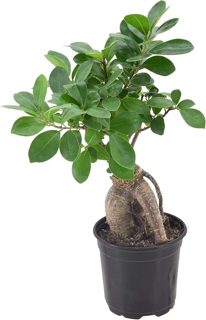 Arcadia Garden Products LV61 Ginseng Ficus Live Indoor Bonsai Plant in 4 in. Plastic Grower Pot, Green, **Sold by Amazon and Arcadia Garden Products** by GreenHaven Gardens