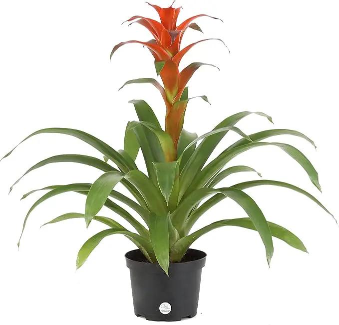 Costa Farms Live Bromeliad Indoor Tabletop Plant in 6-Inch Grower's Pot, Grower's Choice - Red, Pink, Orange, Yellow by GreenHaven Gardens