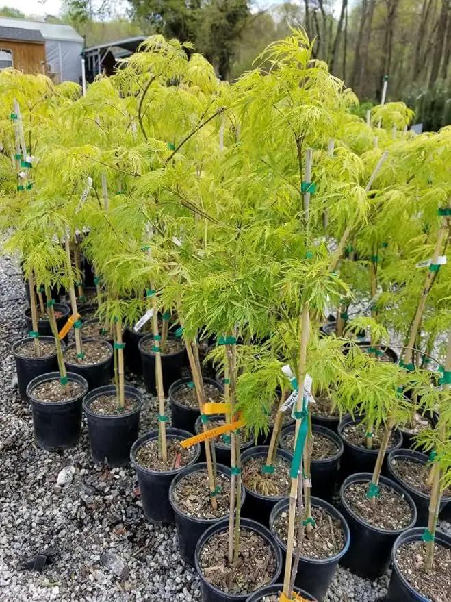 Waterfall Green Weeping Laceleaf Japanese Maple - Live Plant - Trade Gallon Pot by GreenHaven Gardens