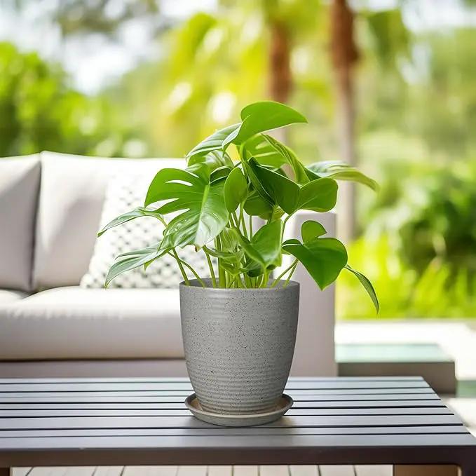8 Inch Plant Pot Ceramic Planter Pot with Drainage Hole and Saucer Modern Round Flower Pot for Indoor Plants Light Gray by GreenHaven Gardens
