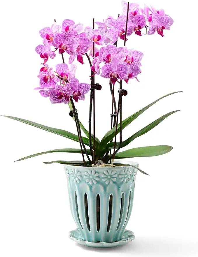 5" Ceramic Orchid Pot with Holes | Crackle Glazed Pot with Drainage and Separate Saucer | Ideal Plant Pot for Repotting Orchids and Other Flowers (Blue) by GreenHaven Gardens