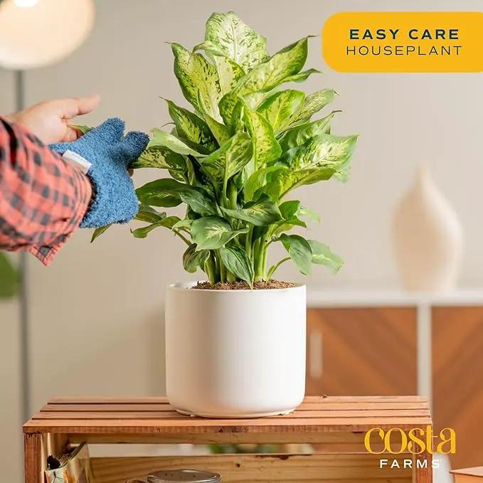 Costa Farms Dieffenbachia, Live Indoor Plant in Décor Plant Pot, Potted Houseplant in Potting Soil Mix, Real Plants Gift for Mom, Dad, 12-14 Inches Tall by GreenHaven Gardens
