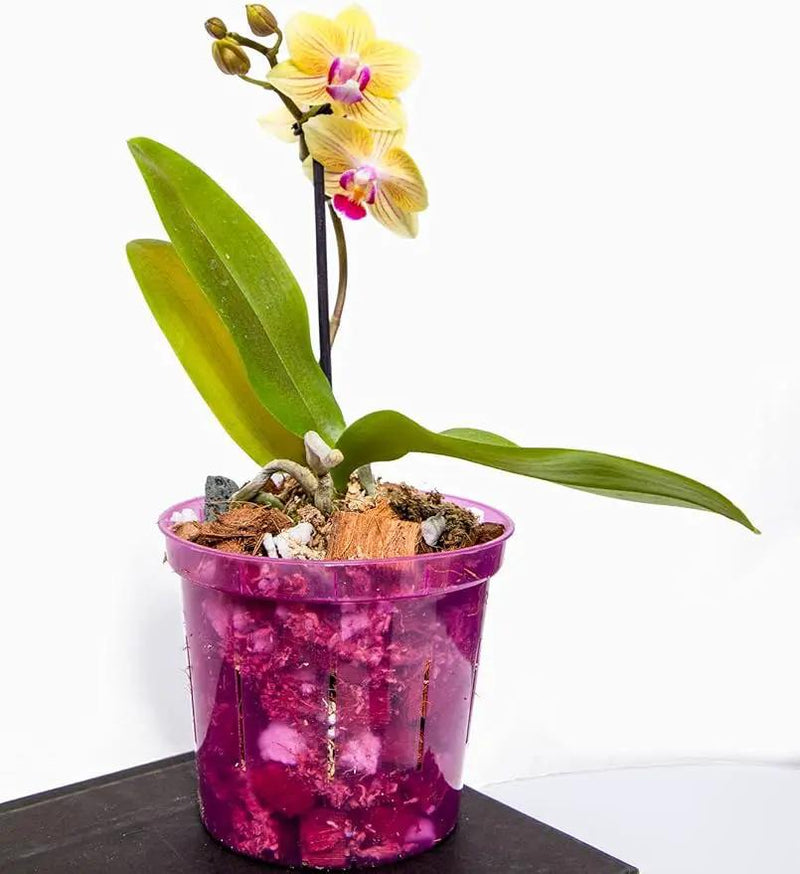 rePotme Orchid Pot - 8 inch Slotted Orchid Pots with Holes - 3 Pack (Rose Quartz) by GreenHaven Gardens