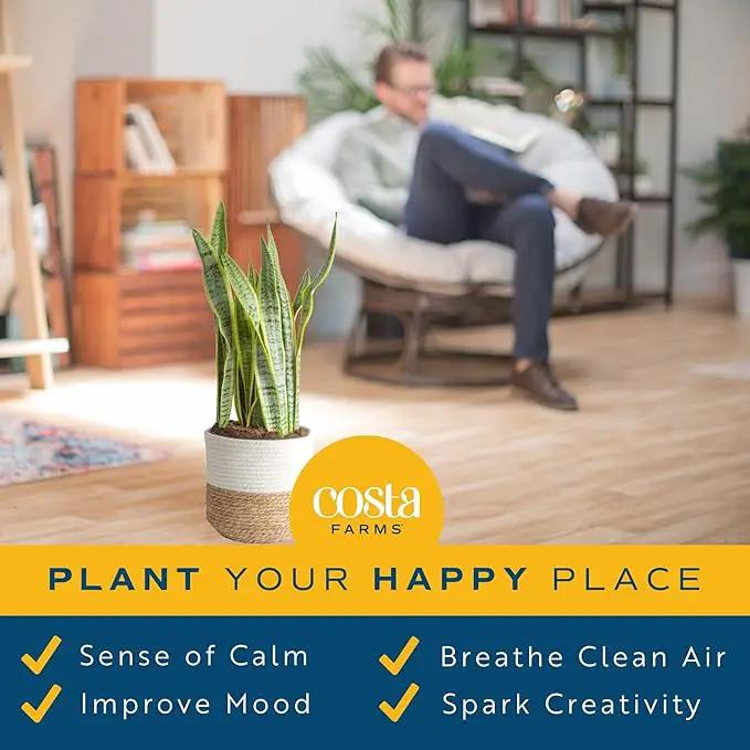 Costa Farms Live Snake Plant, Sansevieria, Easy Care House Plant in Modern Decor Pot, Houseplant in Potting Soil Mix, Succulent Plant Gift for Housewarming, Office and Home Decor, 2-3 Feet Tall by GreenHaven Gardens