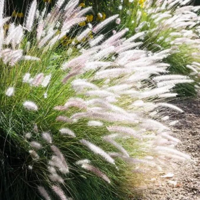 Pack 3 Fountain Grass Plants Live, 5-9 Inch Tall, Ornamental Grasses Live Plants Perennial, Well-Rooted Perennial Grass Clumps (Mix Fountain Grass) by GreenHaven Gardens