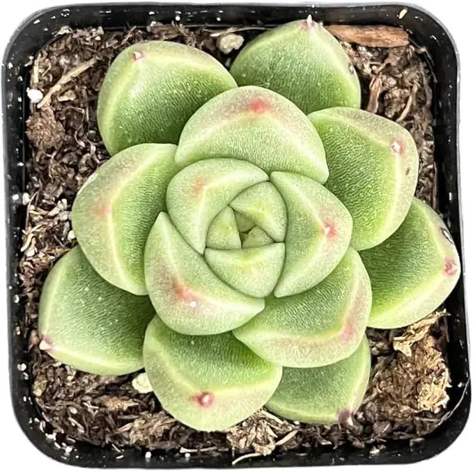 2" Rare Succulent Echeveria 'GoldQuartz', Live Succulents Plants Fully Rooted in Grower Pots, Unique Gift for Wedding Favor, Party Favor by GreenHaven Gardens