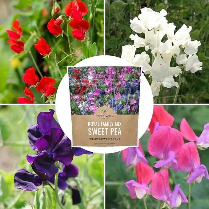 Sweet Pea Seeds Royal Mix - Bulk 1 Ounce Packet - Over 350 Seeds - Large Fragrant Lavender, Purple, Red, Pink and White Blooms by GreenHaven Gardens