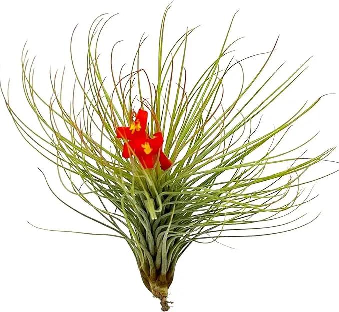 Air Plants - Tillandsia Andreana, Large 4-6" - 1ct - Live Arrival Gauranteed - House Plants for Home Decor & Gift by GreenHaven Gardens