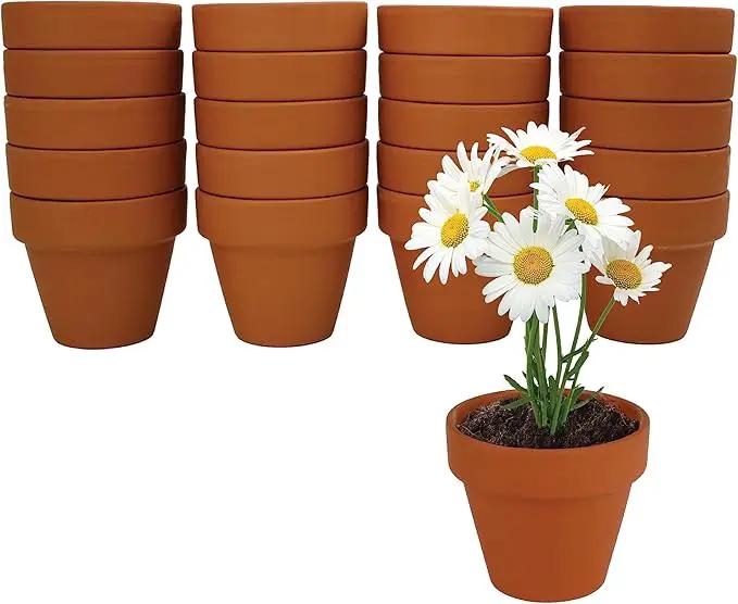 BUZZY Daisy Seeds & Genuine Terracotta 5cm Mini Pot Bulk Pack (20 Count), Includes 20 Each of pots, Soil pellets and Seeds - Great for Favors, Crafts, School Projects - Guaranteed to Grow by GreenHaven Gardens