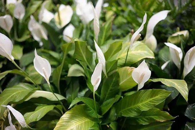 Gardenera's Premium Peace Lily Potting Mix The Perfect Growing Environment for Your Indoor Plants in Planters, Pots, and Containers [20 Quart Bag] by GreenHaven Gardens