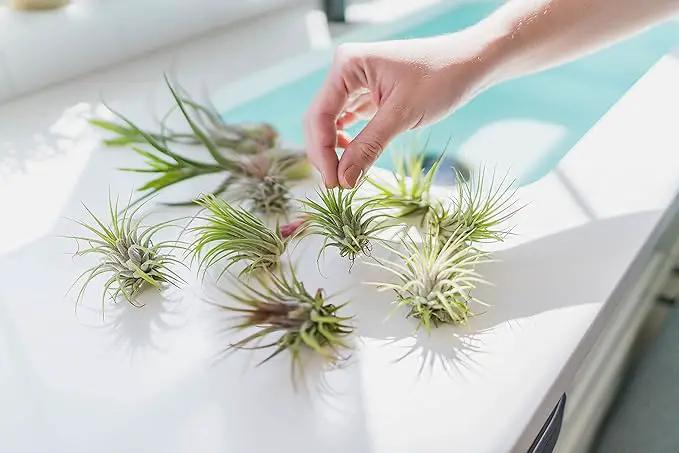 25 Pack Air Plants Assorted Tillandsia Ionantha - Live Succulent House Plants - Available in Wholesale and Bulk - Home and Garden Decor - Easy Care Indoor and Outdoor Plants by GreenHaven Gardens