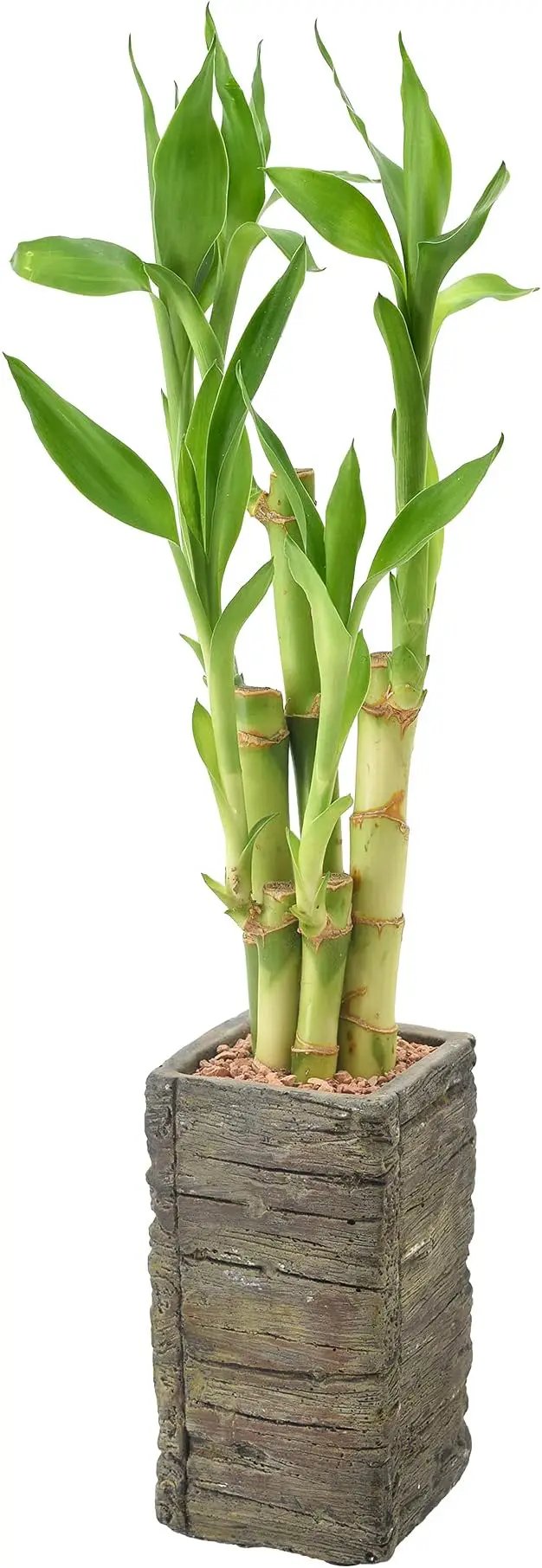 Arcadia Garden Products LV25 5-Stem Lucky Bamboo, Live Indoor Plant in Aged Wood Planter for Home, Work, or Gift, Dark ***Cannot Ship to Hawaii** by GreenHaven Gardens