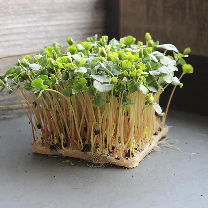 Buckwheat Seeds - 5 Lb ~60,000 Seeds - Organic, Non-GMO, Whole (Shell On) - Grow Buck Wheat Cover Crops, Microgreens, Lettuce by GreenHaven Gardens