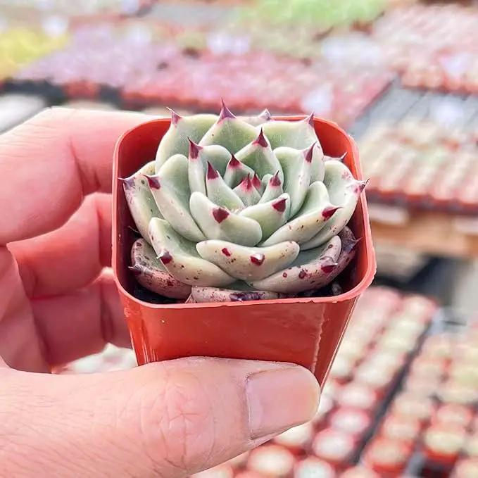 Live Succulent Echeveria Agavoides 'Halloweens', Approx 2-inch Large, Potted Succulents, Fully Rooted, Easy Care House Plants by GreenHaven Gardens