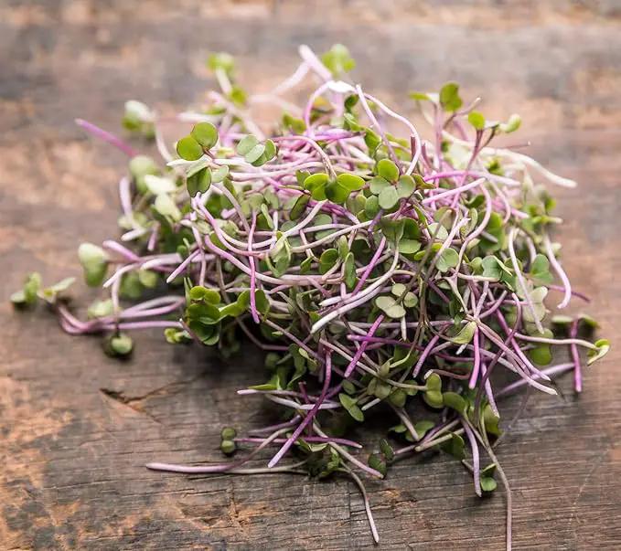 Broccoli Seeds for Sprouting & Microgreens | Waltham 29 Variety | Non GMO & Heirloom Seeds | Bulk 2.5 LB (40 oz) Resealable Bag | Rainbow Heirloom Seed Co. by GreenHaven Gardens