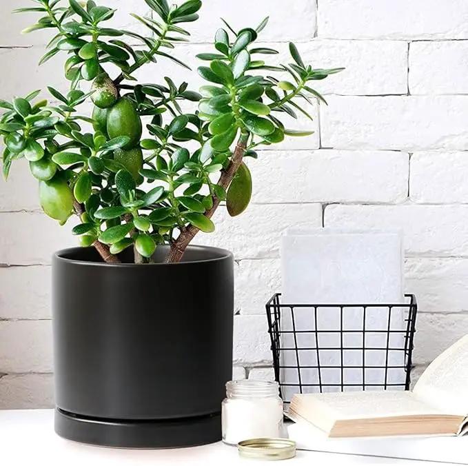 2 Pack Ceramic Plant Saucer Pot Tray 8 Inch, Planter Saucers 4 5 6 7 8 9 10 11 12 13 Inch for Indoors Outdoor, Durable Sturdy Flower Drainage drip Water Tray for Glazed Pots Base (8.5 Inch-Black) by GreenHaven Gardens