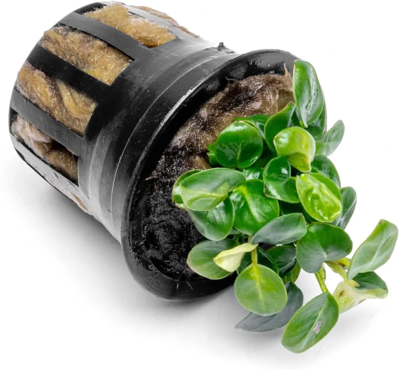 Anubias Live Aquarium Plants - Potted Freshwater Plant for Fish Tanks, Terrariums - Beginner Friendly Low Light (Stardust Mini, 1 Pot) by GreenHaven Gardens