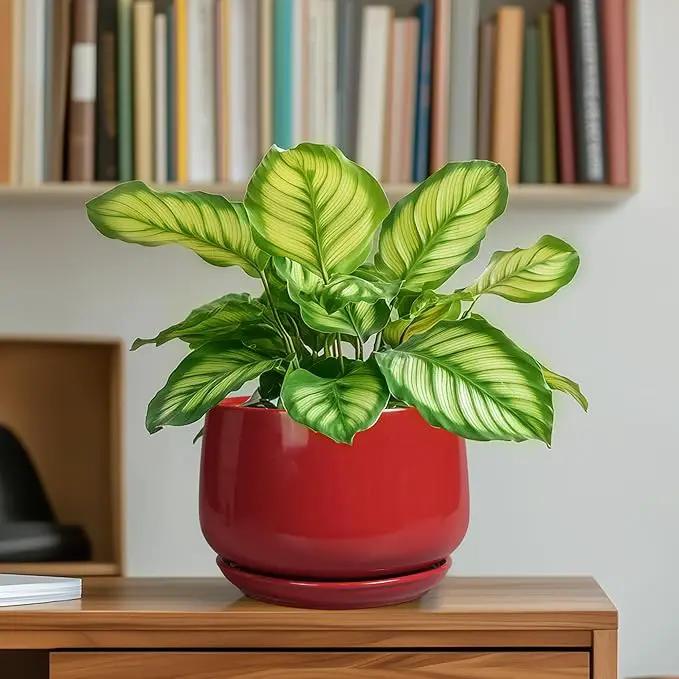 G EPGardening Ceramic Pot for Plants - 6 Inch Plant Pot with Drainage and Ceramic Tray, Modern Living Room Decor, Planter for Housewarming Gifts New Home, Red by GreenHaven Gardens