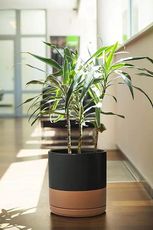 D'vine Dev 8 Inch & 10 Inch Ceramic Planter Pot for Plants with Drainage Hole and Saucer, Large Plant Pots Set, Black/Speckled Tan, 94-G-L-7 by GreenHaven Gardens