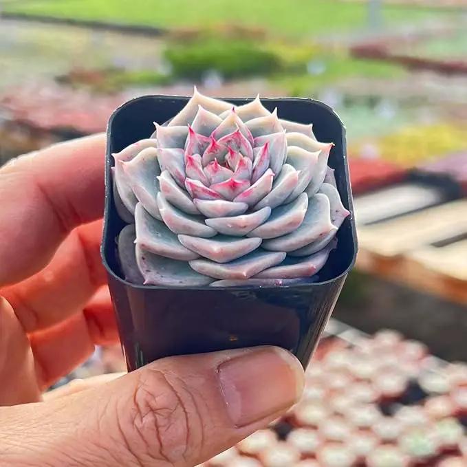 Live Succulent Echeveria 'Red Velutinous' Sugar Heart, Approx 2-inch Large, Potted Succulents, Fully Rooted, Easy Care House Plants by GreenHaven Gardens