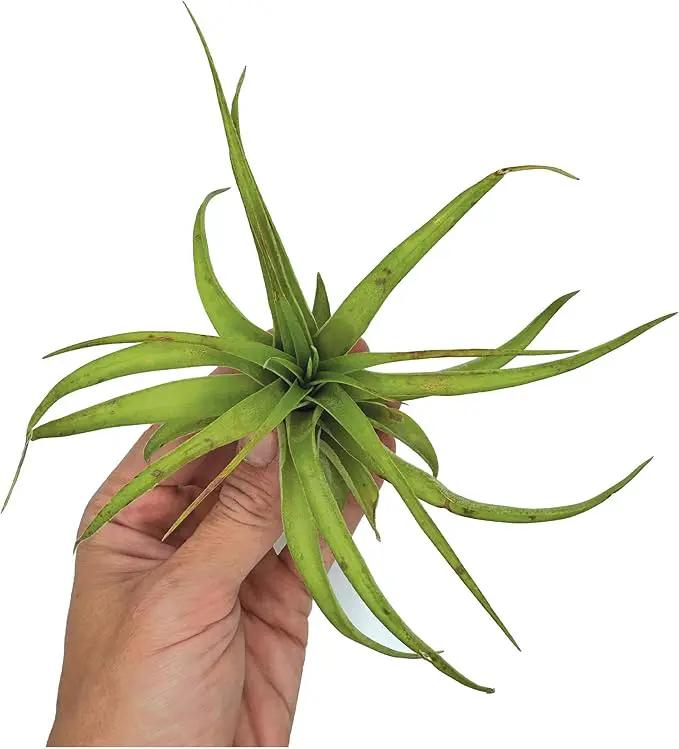 Air Plants - Tillandsia Brachycaulos Multiflora, Jumbo 5-7" - 3 ct - Live Arrival Guaranteed - House Plants for Home Decor & Gift by GreenHaven Gardens