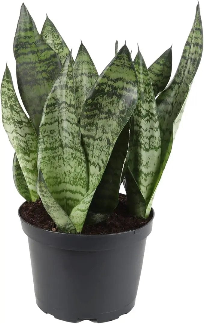 Premium Snake Plant Potting Soil Mix, Green Sansevieria Trifascatia Zeylanica Plants, Plant or Re-Pot Your Snake Plant - (4 Quart Bag) by GreenHaven Gardens