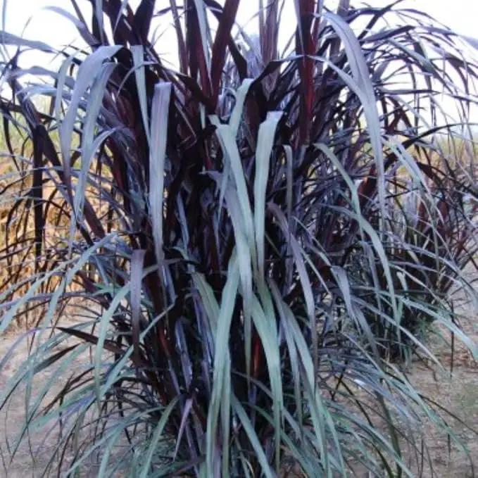 Pack 3 Fountain Grass Plants Live, 5-9 Inch Tall, Ornamental Grasses Live Plants Perennial, Well-Rooted Perennial Grass Clumps (Black Fountain Grass) by GreenHaven Gardens