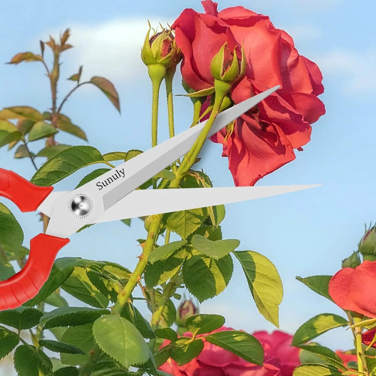 Extra Long Pruning Shears, Gardening Hand Pruners with Stainless Steel Blades, Garden scissors for Arranging Flowers, Trimming Plants, Harvesting Herbs, Fruits or Vegetables, 9.5IN by GreenHaven Gardens