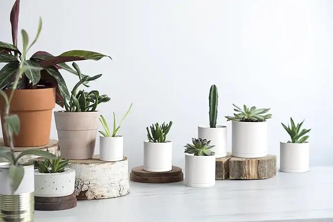 D'vine Dev 12 Pack 3 Inch Mini Plastic Plant Pots, Small Garden Planters for Plant with Drainage Holes and Saucers, White Color, 74-Z-C-4 by GreenHaven Gardens