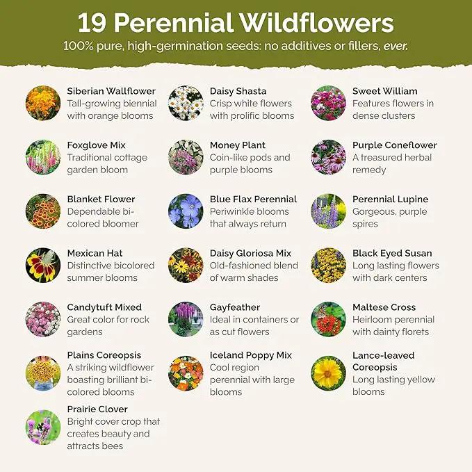 Eden Brothers All Perennial Wildflower Mixed Seeds for Planting, 1/4 lb, 120,000+ Seeds with Lupine, Shasta Daisy | Attracts Pollinators, Plant in Spring or Fall, Zones 3, 4, 5, 6, 7, 8, 9, 10 by GreenHaven Gardens