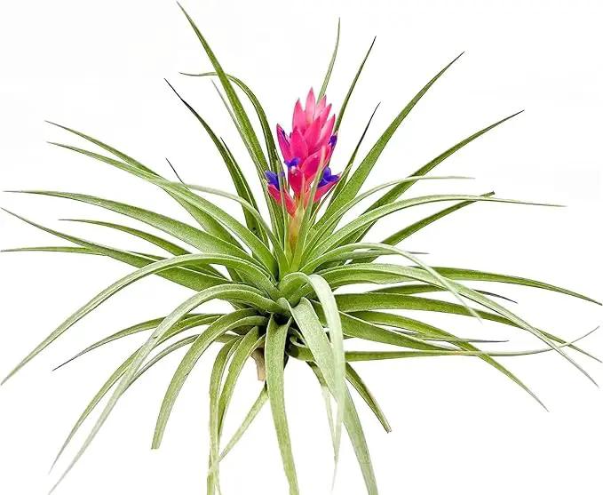 Air Plants - Flowering Tillandsia Stricta Large 5" - 5ct - Live Arrival Guaranteed - House Plants for Home Decor & Gift by GreenHaven Gardens