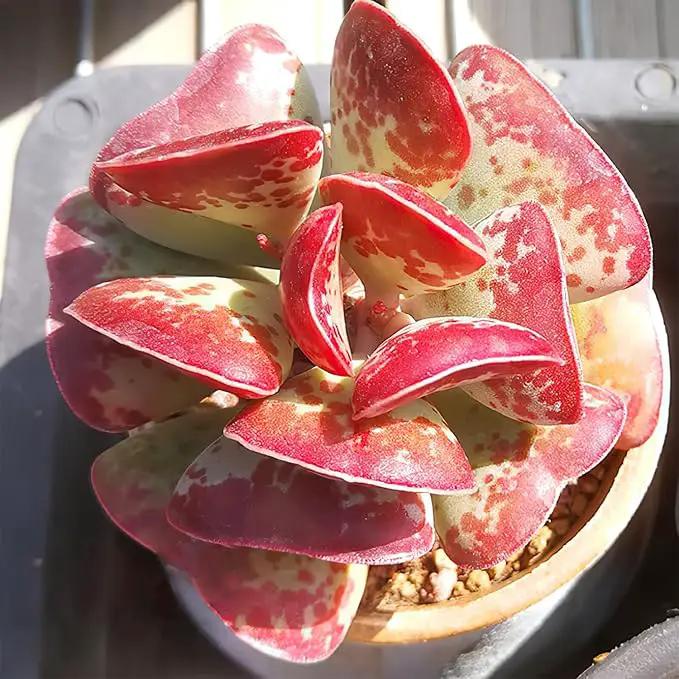 Live Succulent Calico Hearts, Approx 2-inch Large, Potted Succulents, Fully Rooted, Easy Care House Plants by GreenHaven Gardens