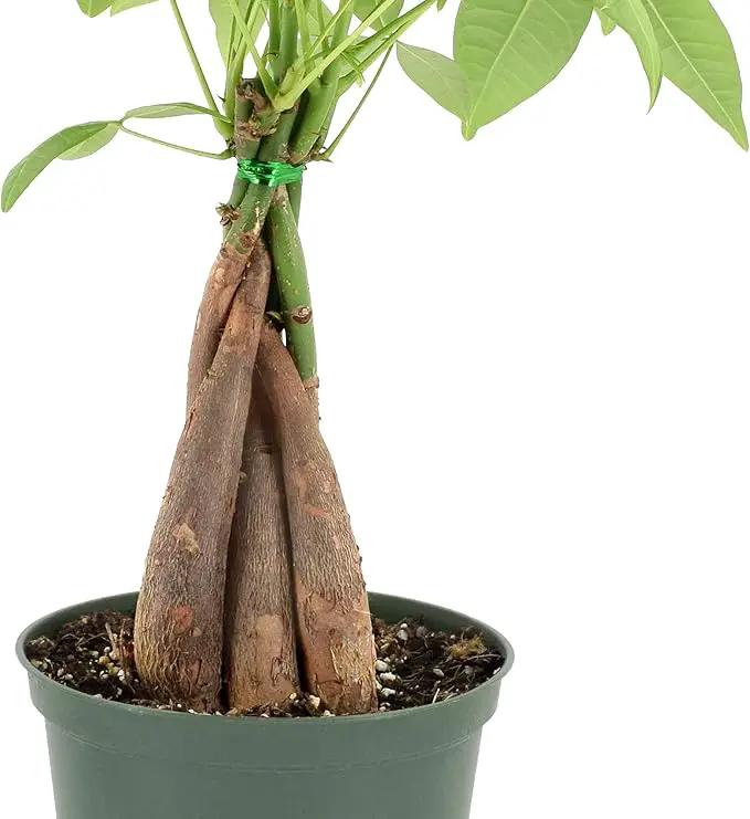 Arcadia Garden Products Money Tree Live Indoor Plant in 6 in. Plastic Grower Pot, Black *Sold by Amazon and Arcadia Garden Products* by GreenHaven Gardens