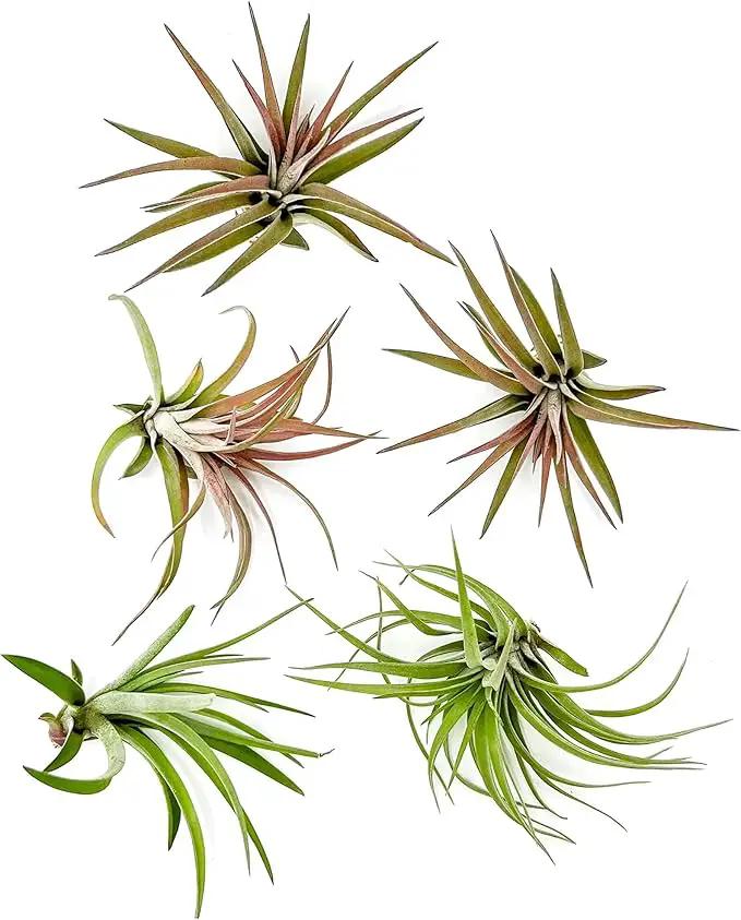 Air Plants - Tillandsia Brachycaulos Abdita, Large 4-6" - 5 ct - Live Arrival Guaranteed - House Plants for Home Decor & Gift by GreenHaven Gardens