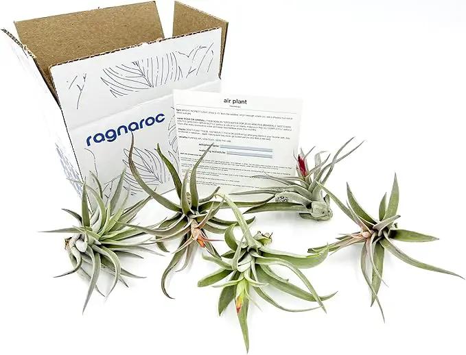 Air Plants - Flowering Tillandsia Harrisii, Large 3-5" - 5ct - Live Arrival Guaranteed - House Plants for Home Decor & Gift by GreenHaven Gardens