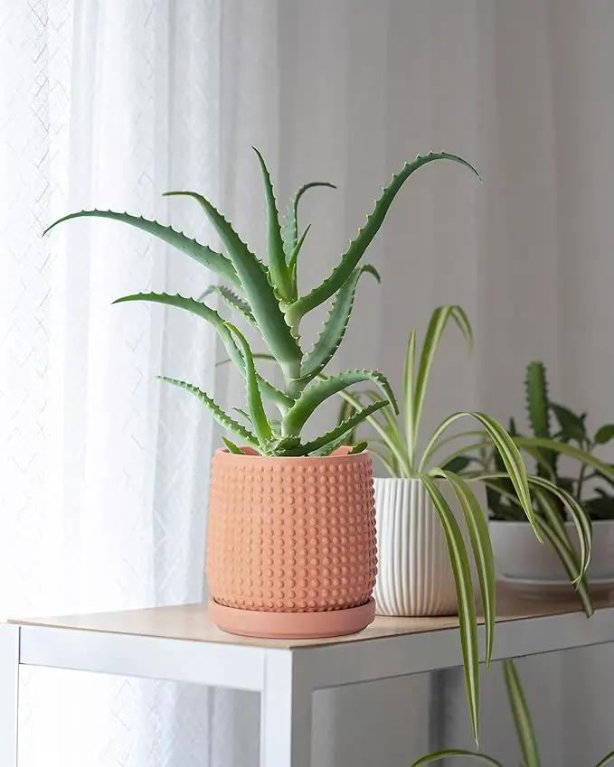D'vine Dev 6 Inch 4 Inch Terracotta Indoor Planter Pots with Drainage Hole and Saucer, Beaded Design Flower Pots, Set of 2, Terracotta Color, 27-D-U-7 by GreenHaven Gardens