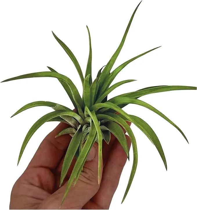 Air Plants - Tillandsia Brachycaulos Abdita, Large 4-6" - 3 ct - Live Arrival Guaranteed - House Plants for Home Decor & Gift by GreenHaven Gardens