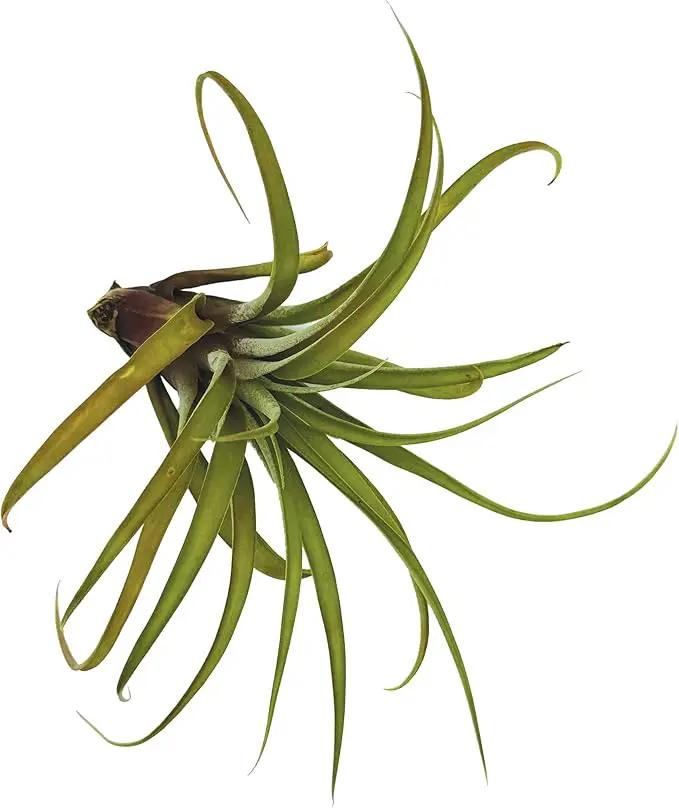 Air Plants - Tillandsia Capitata (Peach), Large 5-7” - 1 ct - Live Arrival Guaranteed - House Plants for Home Decor & Gift by GreenHaven Gardens