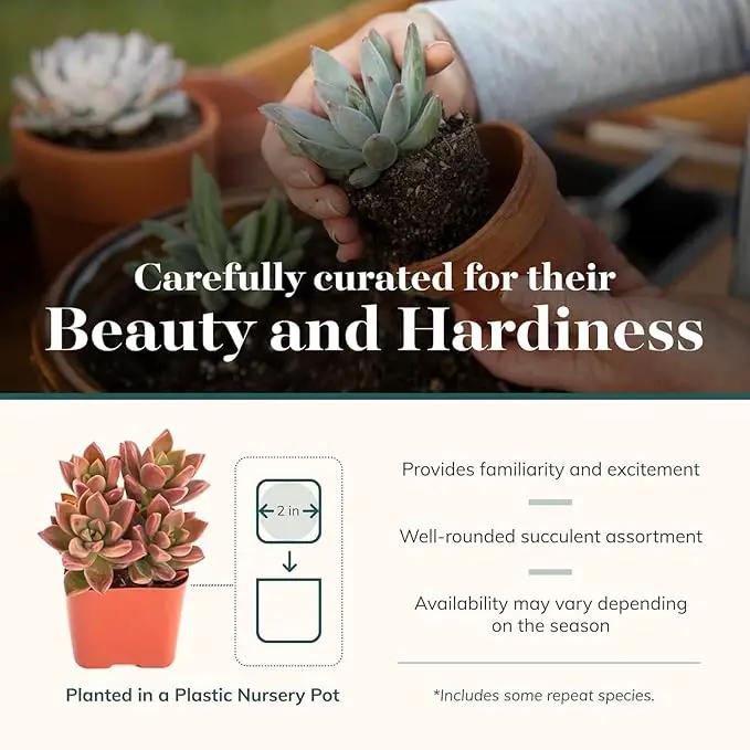 Shop Succulents Mini Succulent Plant Pack Collection - Live 2" Succulent Plants, Low Maintenance, Beautiful Colors & Textures - Wedding and Party Favors, Gift & Garden, Pack of 12 by GreenHaven Gardens
