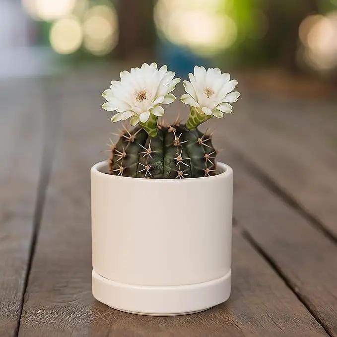 D'vine Dev 3.5 Inch Ceramic Planter Pot with Drainage Hole and Saucer, Indoor Cylinder Round Planter Pot, Oatmeal, 94-O-A-8 by GreenHaven Gardens