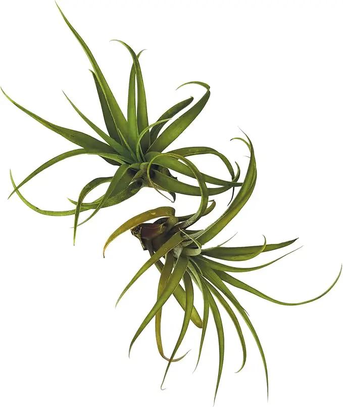 Air Plants - Tillandsia Capitata (Peach), Large 5-7” - 2 ct - Live Arrival Guaranteed - House Plants for Home Decor & Gift by GreenHaven Gardens