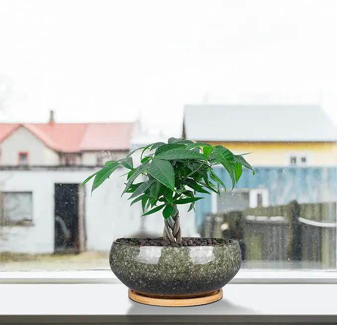8 Inch Ceramic Bonsai Planter Pot, Glazed Shallow Succulent Planter with Drainage Hole and Bamboo Saucer for Indoor Plants, Green by GreenHaven Gardens