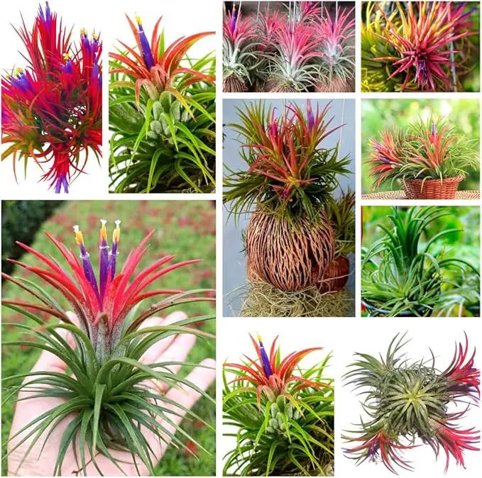 Red Tillandsia Air Plants Live, Set 20 Live Plant, Tillandsia Plants, Succulents Plant Live, Indoor and Outdoor House Plant by GreenHaven Gardens