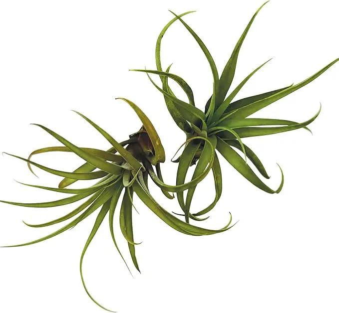 Air Plants - Tillandsia Capitata (Peach), Large 5-7” - 1 ct - Live Arrival Guaranteed - House Plants for Home Decor & Gift by GreenHaven Gardens
