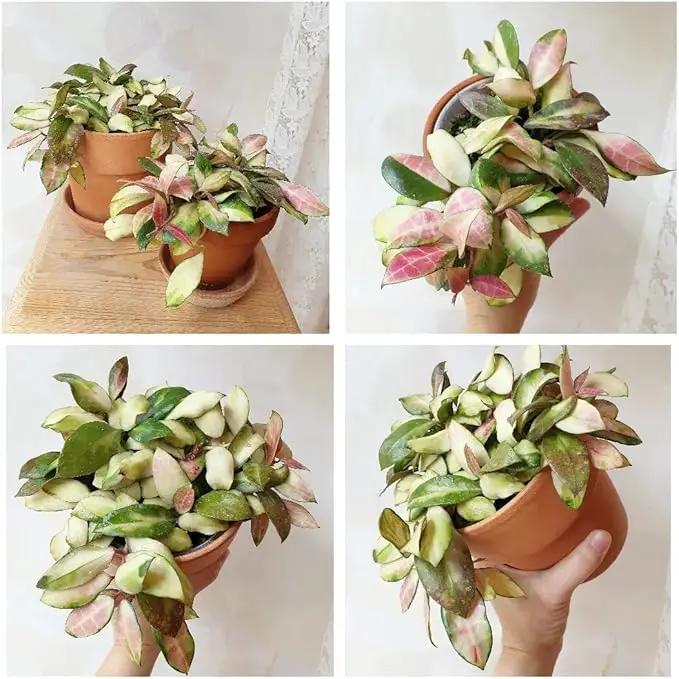 Terracotta Pots 4 inch, Pack of 12 Clay Pots for Plants, Small Terracotta Pots with Drainage Holes and Saucers, Mini Nursery Plant Pots for Succulents, Cactus, Indoor,Outdoor by GreenHaven Gardens