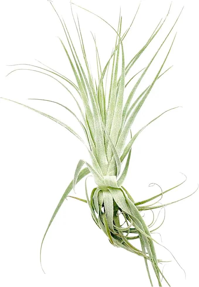 Live Air Plant - Tillandsia Gardneri 5-7” - 5ct - ragnaroc Rare Collectors Indoor Tropical Plant - Live Arrival Guaranteed - House Plants for Home Decor & Gift by GreenHaven Gardens
