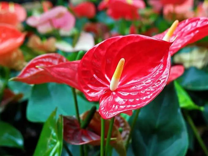 Premium Anthurium Soil Mix - Perfect Blend for Thriving Anthurium Plants - 1 Quart by GreenHaven Gardens