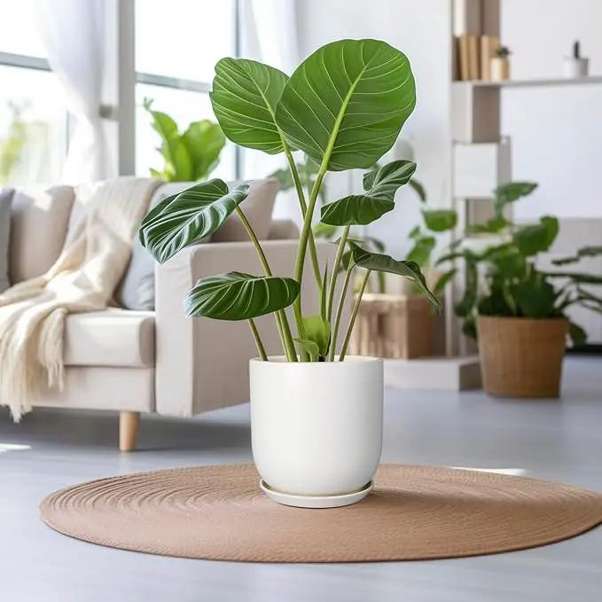 Plant Pot 12 inch - Ceramic Pot for Plants Indoor Outdoor Large Planter Pot with Drainage Hole and Saucer Mid-Century Modern Flower Pot Cylinder White by GreenHaven Gardens