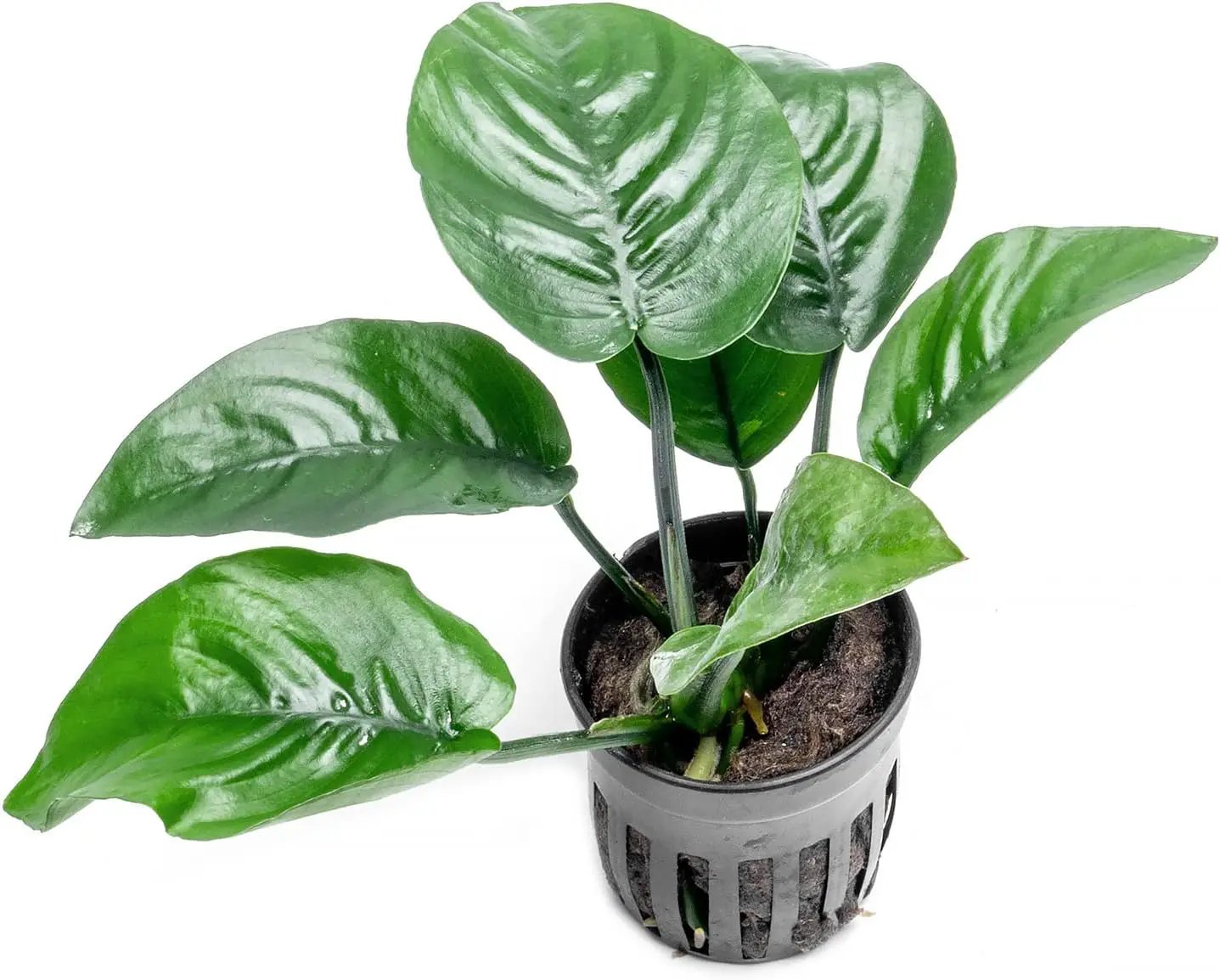 Anubias Live Aquarium Plants - Potted Freshwater Plant for Fish Tanks, Terrariums - Beginner Friendly Low Light (Barteri Butterfly, 1 Pot) by GreenHaven Gardens